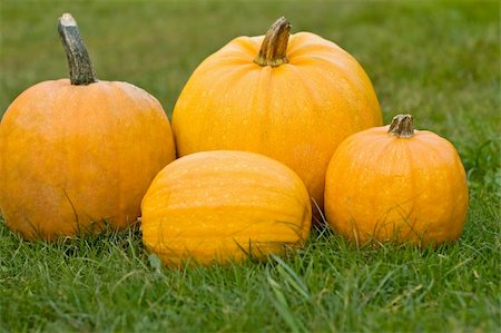 Pumpkins on the green grass Stock Photo - Budget Royalty-Free & Subscription, Code: 400-05002754