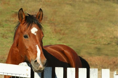 side view of horse head - Lone Chestnut horse stands by white fence, field in background. Stock Photo - Budget Royalty-Free & Subscription, Code: 400-05003804