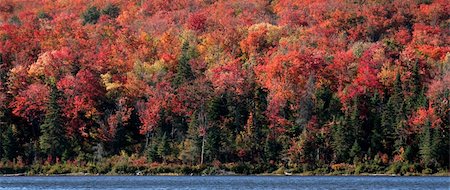 The beautiful fall colors of Algonquin park in Autumn. Stock Photo - Budget Royalty-Free & Subscription, Code: 400-05014057