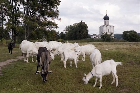 simsearch:400-05151981,k - Goats on a meadow. Old orthodox church is in the background. A typical Russian county landscape. Foto de stock - Super Valor sin royalties y Suscripción, Código: 400-05014124