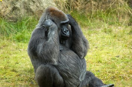 silverback - Gorilla with his hands against his ears, as if he doesn't want to hear what you are saying. Stock Photo - Budget Royalty-Free & Subscription, Code: 400-05014220
