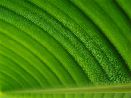banana palm leaf green dark Stock Photo - Budget Royalty-Free & Subscription, Code: 400-05015190