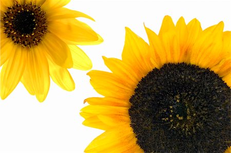 simsearch:400-05671297,k - beautiful  Sunflower over white Stock Photo - Budget Royalty-Free & Subscription, Code: 400-05016324