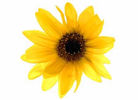 simsearch:400-05671297,k - beautiful  Sunflower over white Stock Photo - Budget Royalty-Free & Subscription, Code: 400-05016325