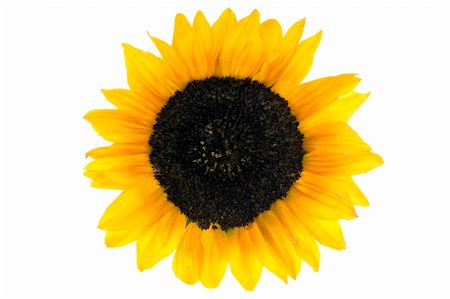 simsearch:400-05671297,k - beautiful  Sunflower over white Stock Photo - Budget Royalty-Free & Subscription, Code: 400-05016326