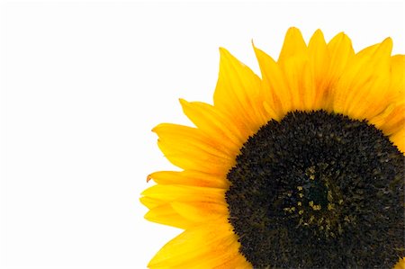 simsearch:400-05671297,k - beautiful  Sunflower over white Stock Photo - Budget Royalty-Free & Subscription, Code: 400-05016323