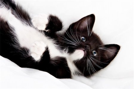 simsearch:400-05701368,k - Adorable black and white kitten playing. Stock Photo - Budget Royalty-Free & Subscription, Code: 400-05017059