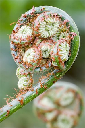 Detail of a giant fern in Brasil. Focus on the fiddlehead in the foreground. Stock Photo - Budget Royalty-Free & Subscription, Code: 400-05017217