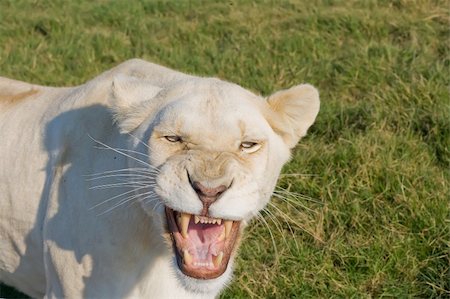 White Lioness growling and showing her teeth Stock Photo - Budget Royalty-Free & Subscription, Code: 400-05017229