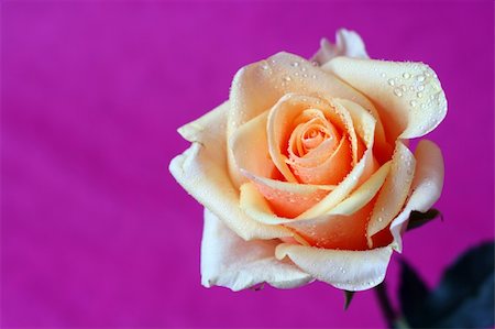 simsearch:649-07648640,k - Fresh rose with water droplets against a pink background with copy space. Stock Photo - Budget Royalty-Free & Subscription, Code: 400-05017485