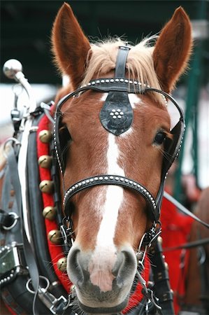 Up Close Face of a  Christmas Clydesdale Stock Photo - Budget Royalty-Free & Subscription, Code: 400-05017808