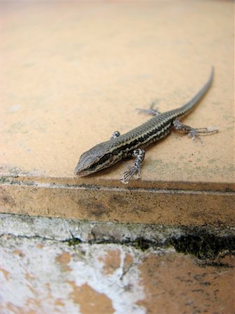 A little baby lizard perched on a ledge. Stock Photo - Budget Royalty-Free & Subscription, Code: 400-05019463