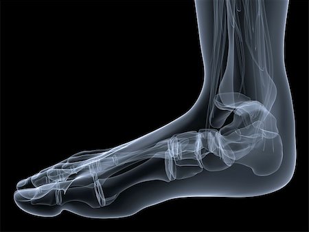 3d rendered anatomy illustration of a transparent human foot Stock Photo - Budget Royalty-Free & Subscription, Code: 400-05010443