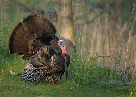 drake - Strutting male wild turkey. Stock Photo - Budget Royalty-Free & Subscription, Code: 400-05011732