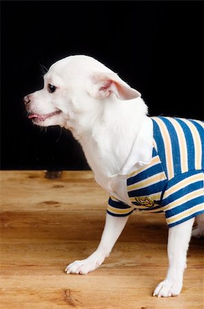A male Chihuahua posing for the camera in a striped shirt. Photographie de stock - Aubaine LD & Abonnement, Code: 400-05012955