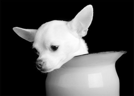 A small chihuahua showing sorrow in black and white Photographie de stock - Aubaine LD & Abonnement, Code: 400-05012958