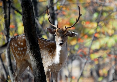 deer hunt - Picture of a beautiful Fallow Deer (Dama dama) in a colorful forest Stock Photo - Budget Royalty-Free & Subscription, Code: 400-05013205