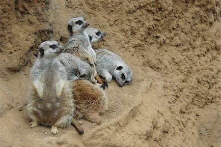 Meerkat family, Children's Zoo, San Francisco Zoo Stock Photo - Budget Royalty-Free & Subscription, Code: 400-05025004