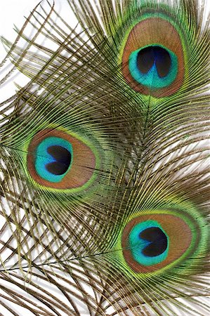 peacock pattern photography - Three peacock feathers, featuring the eyes, set against a white background. Stock Photo - Budget Royalty-Free & Subscription, Code: 400-05027058