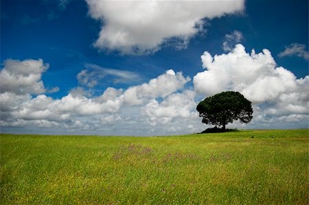 simsearch:700-00053425,k - Green meadow with a beautiful blue sky and a tree Stock Photo - Budget Royalty-Free & Subscription, Code: 400-05021728