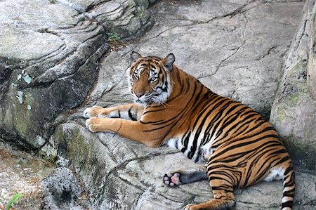 A beautiful tiger resting on rocks. Stock Photo - Budget Royalty-Free & Subscription, Code: 400-05022357