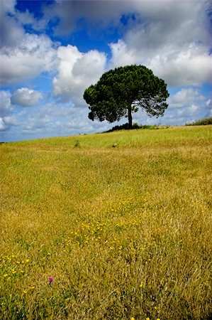 simsearch:700-00053425,k - Landscape of a meadow with a beautiful blue sky Stock Photo - Budget Royalty-Free & Subscription, Code: 400-05023369
