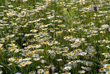 dried human bodies - a host of camomile basking in the summer sun Stock Photo - Budget Royalty-Free & Subscription, Code: 400-05023687