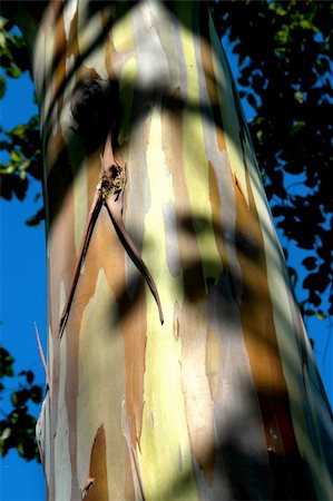 eucalyptus tree color pattern - The unusual bark of the Eucalyptus tree looks like a patchwork quilt.  Vivid blue sky. Stock Photo - Budget Royalty-Free & Subscription, Code: 400-05034028