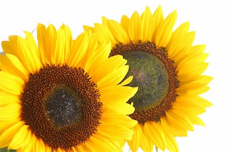 simsearch:400-05671297,k - beautiful yellow Sunflower Stock Photo - Budget Royalty-Free & Subscription, Code: 400-05037624