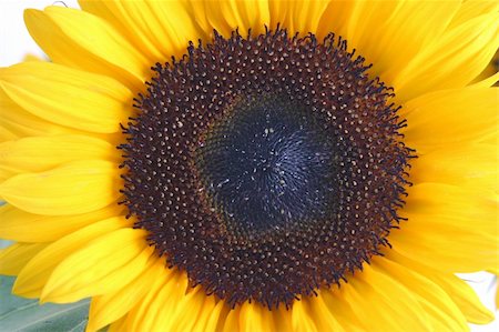 simsearch:400-05671297,k - beautiful yellow Sunflower Stock Photo - Budget Royalty-Free & Subscription, Code: 400-05037625