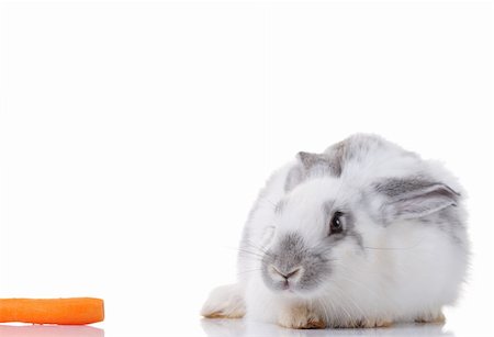 white / gray rabbit and a carrot isolated on white background Stock Photo - Budget Royalty-Free & Subscription, Code: 400-05038109