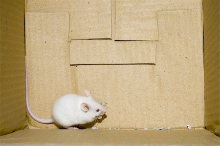 simsearch:400-06392340,k - White mice on a box Stock Photo - Budget Royalty-Free & Subscription, Code: 400-05038465
