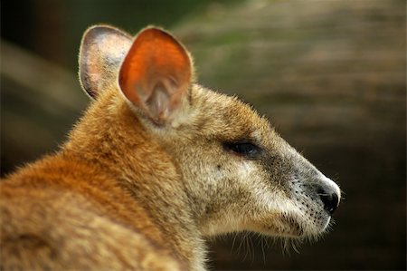 brown kangaroo head detail, blurred background Stock Photo - Budget Royalty-Free & Subscription, Code: 400-05039259