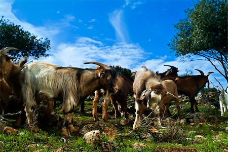 simsearch:400-05294140,k - a group of young goats in the pasture Stock Photo - Budget Royalty-Free & Subscription, Code: 400-05039711