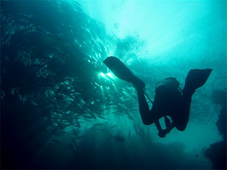 scuba diving sipadan in sabah borneo Stock Photo - Budget Royalty-Free & Subscription, Code: 400-05030896