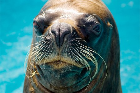 simsearch:400-04533218,k - Close-up of a seal looking inquisitive. Stock Photo - Budget Royalty-Free & Subscription, Code: 400-05031239