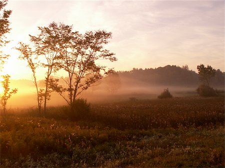 sunrise with fog over a field Stock Photo - Budget Royalty-Free & Subscription, Code: 400-05031296