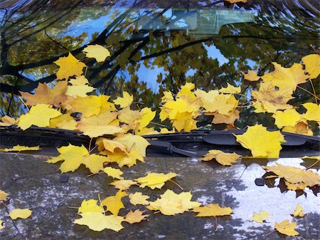 Leaves of a maple on glass and a cowl of the car. Photographie de stock - Aubaine LD & Abonnement, Code: 400-05031607