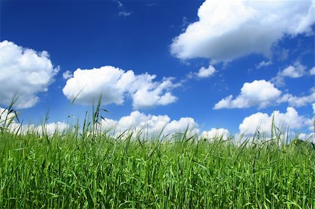 simsearch:400-03991406,k - summer field with cloudy blue sky above, focus is set in foreground Stock Photo - Budget Royalty-Free & Subscription, Code: 400-05032866