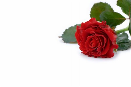 simsearch:400-06141323,k - beautiful red rose Foto de stock - Super Valor sin royalties y Suscripción, Código: 400-05033815