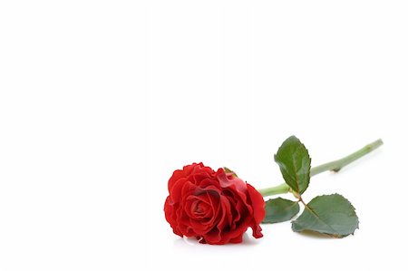 simsearch:400-06141323,k - beautiful red rose Foto de stock - Super Valor sin royalties y Suscripción, Código: 400-05033818