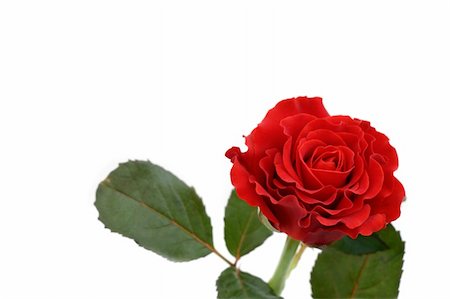 simsearch:400-06141323,k - beautiful red rose Foto de stock - Super Valor sin royalties y Suscripción, Código: 400-05033820