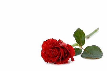 simsearch:400-06141323,k - beautiful red rose Foto de stock - Super Valor sin royalties y Suscripción, Código: 400-05033821
