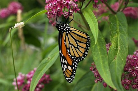 simsearch:400-06912266,k - Monarch Butterfly resting upside down on a flower Stock Photo - Budget Royalty-Free & Subscription, Code: 400-05044613