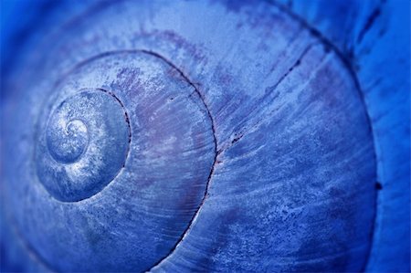 Detail of shell in blue Stock Photo - Budget Royalty-Free & Subscription, Code: 400-05044784