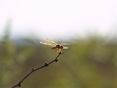 simsearch:400-04710191,k - Dragonfly perched on a twig about to take to the air. Background is blurred by DOF Stock Photo - Budget Royalty-Free & Subscription, Code: 400-05045013