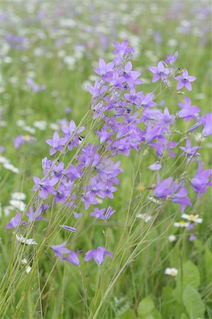 simsearch:400-04808821,k - Beautiful bluebell meadow in Latva, Baltic states Foto de stock - Super Valor sin royalties y Suscripción, Código: 400-05047344