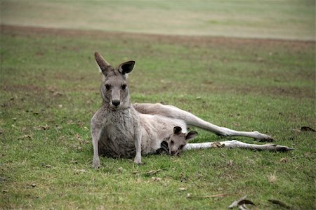 Kangaroo with Joey in pouch on Anglsea Golf Course Stock Photo - Budget Royalty-Free & Subscription, Code: 400-05047600