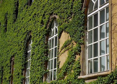 Windows of a library with a creeping leaves of wild wine Stock Photo - Budget Royalty-Free & Subscription, Code: 400-05048538