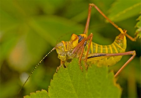 Close up on grasshopper in the field Photographie de stock - Aubaine LD & Abonnement, Code: 400-05049405